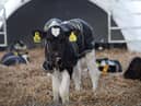Dairy farmers in England can benefit from a new funding scheme