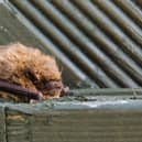 Bats are described as an ‘indicator species’ for biodiversity.