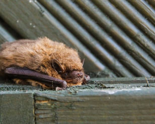 Bats are described as an ‘indicator species’ for biodiversity.
