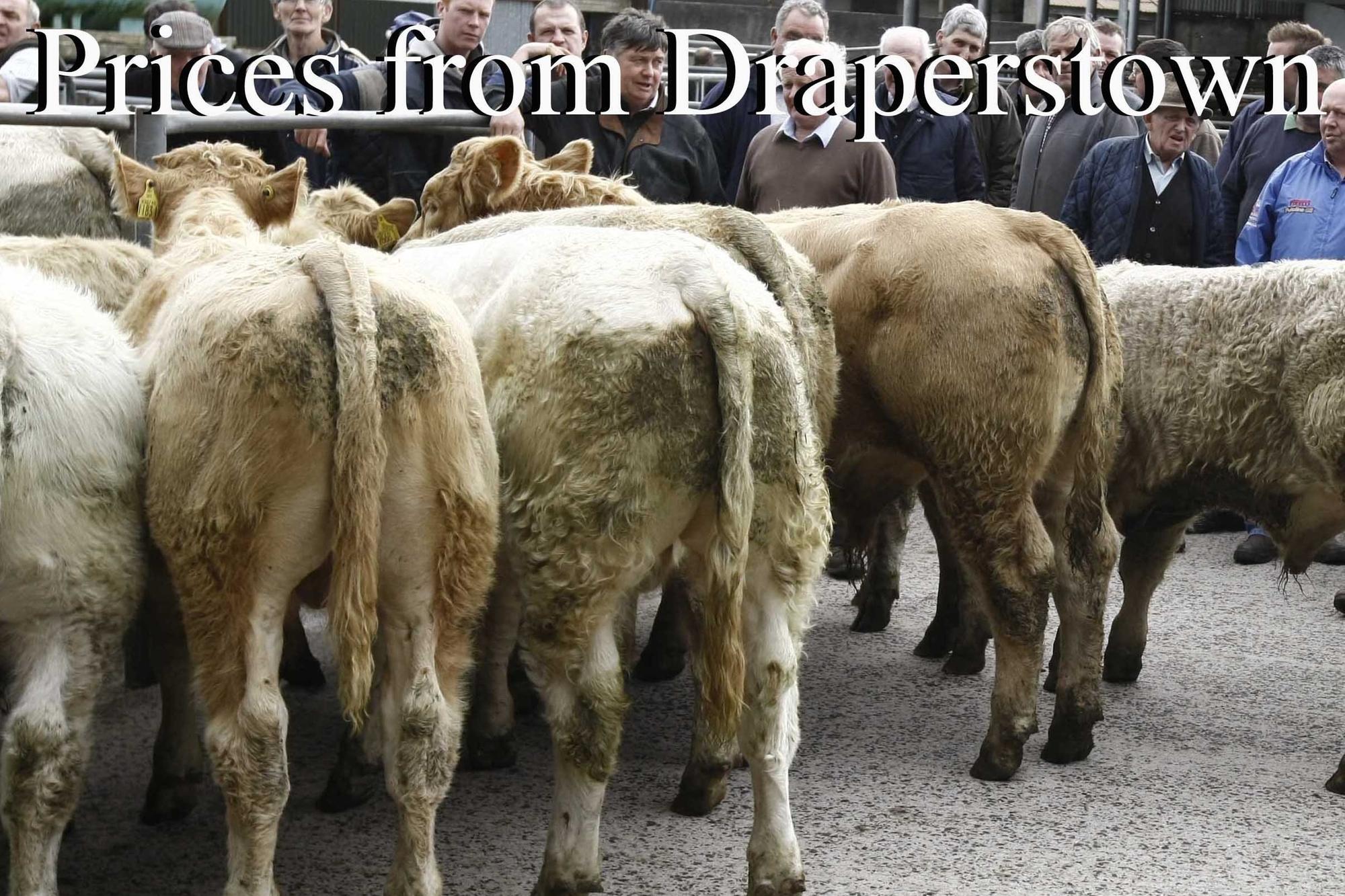 Quality calves selling to a great demand at Draperstown Mart