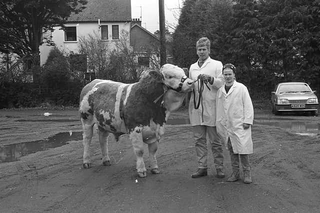 Arnold Russell, of Victoria Bridge, Strabane, and his daughter, Lynn, with their bull, Derg River Botham, at the Northern Ireland Simmental Cattle Breeders' Club show and sale at Automart, Portadown, at the start of April 1992. Picture: Farming Life archives/Darryl Armitage