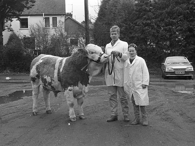 Arnold Russell, of Victoria Bridge, Strabane, and his daughter, Lynn, with their bull, Derg River Botham, at the Northern Ireland Simmental Cattle Breeders' Club show and sale at Automart, Portadown, at the start of April 1992. Picture: Farming Life archives/Darryl Armitage