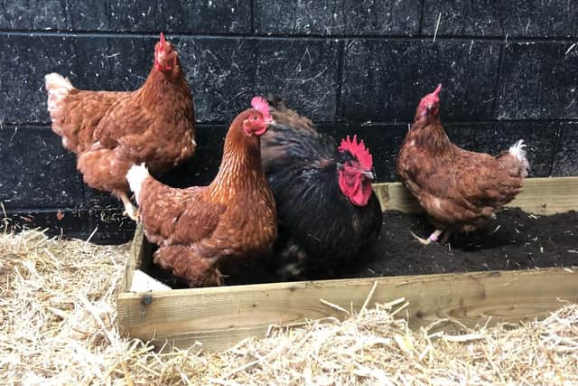 hens