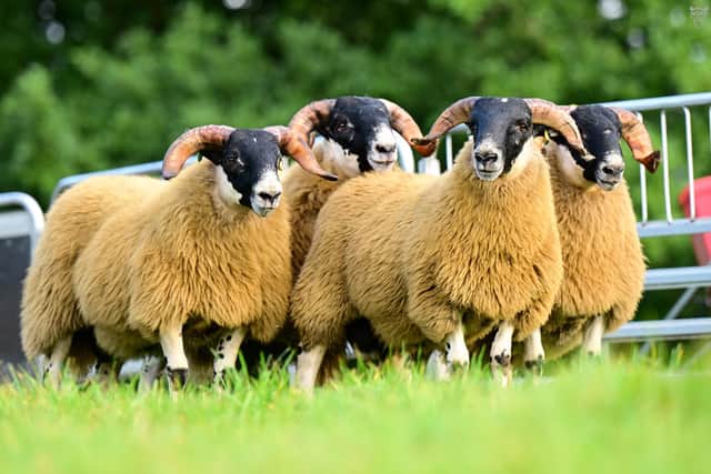 Perth Blackface ram lambs from Thomas and Dabhan Harkin, Donemana for the URBA Blackface Show & Sale 1st & 2nd October