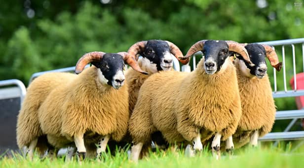 Perth Blackface ram lambs from Thomas and Dabhan Harkin, Donemana for the URBA Blackface Show & Sale 1st & 2nd October