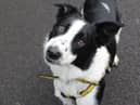 Bob is very friendly and enthusiastic about everything he does in life, especially when meeting new people and dogs.