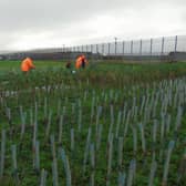 Causeway Coast and Glens Heritage Trust (CCGHT) have been awarded funding of £93,414 over two years to continue to develop the native tree nursery within HMP Magilligan to supply native trees to planting projects across Northern Ireland. Picture: Submitted