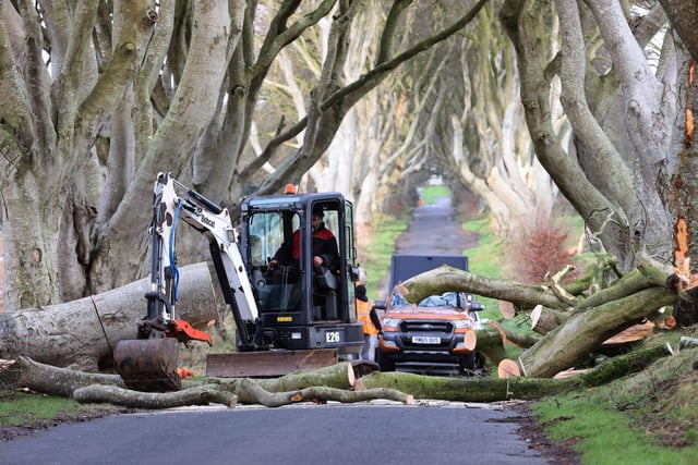 Three fallen trees from the 'Dark Hedges' are removed after Storm Isha caused chaos in Northern Ireland. Pic Steven McAuley/McAuley Multimedia