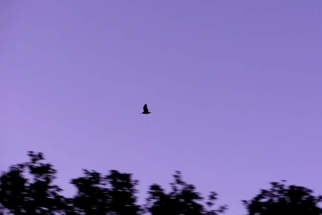 Roding woodcock flying above woodland at dusk. c.GWCT