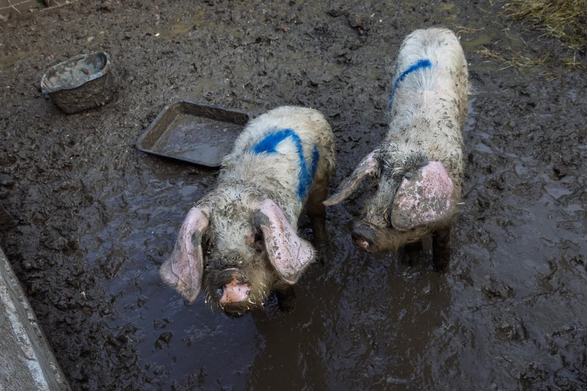 Grade R Pig Picture PICTURES: Pigs ‘make the grade’ and are adopted by agricultural college