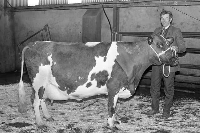 Pictured in March 1983 at the Ulster Ayrshire Cattle Club’s show and sale at Ballyclare Mart is Sydney Galbraith with the first prize cow of Sam McCaw from Coleraine. Picture: Farming Life/News Letter archives
