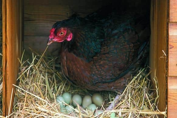 A broody hen will sit on a clutch of eggs until they hatch. Image: David Mason