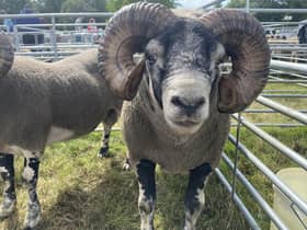 New AMR course dates have been released for sheep and lamb farmers