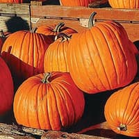 The turnips of bygone Halloweens have now been replaced by pumpkins