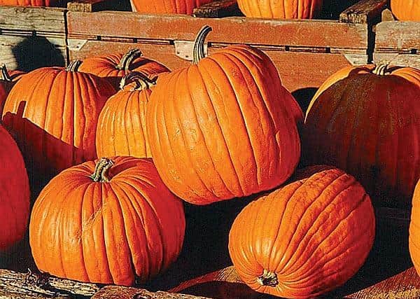 Culinary pumpkins have a texture similar to turnip – they have a hard, thick flesh. Picture: Kilkenny People