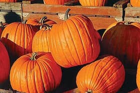 Culinary pumpkins have a texture similar to turnip – they have a hard, thick flesh. Picture: Kilkenny People