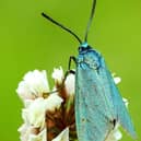 Forester moth on a clover flower. Photo: Iain Leach
