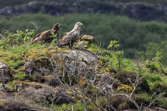 An “inspirational” White-Tailed Eagle has been spotted in Mull three years after falling from its nest as a chick and breaking a wing.