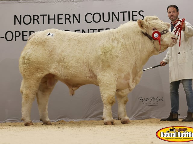 Shanlieve Axel - bred by Paul Brown and sold for 4,800gns