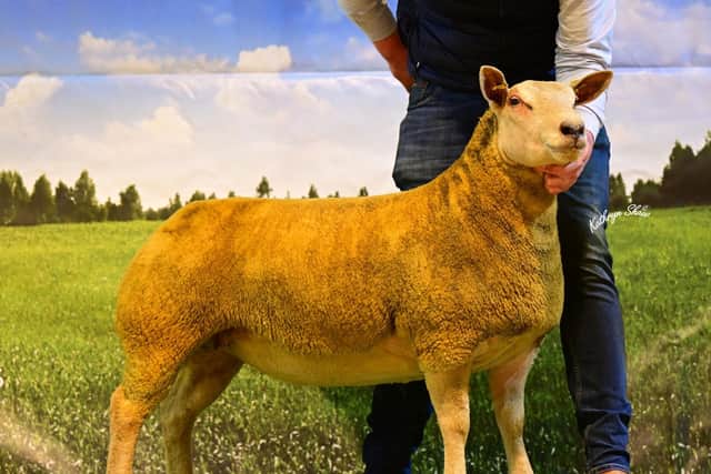 Sale leader at the Dungannon export sale of Charollais females was a ewe lamb from the Springhill flock of Graham Foster selling to the Devon-based Willow flock of Ben and Amelia Watts. Pic: Kathryn Shaw