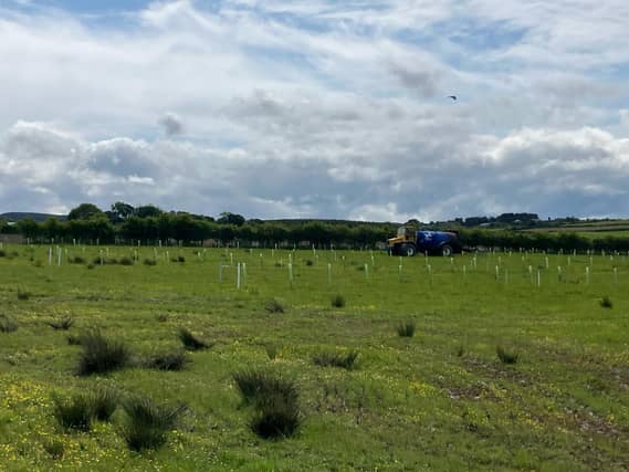 The use of agroforestry at Jonny Blair's farm in County Derry. Picture: Jonny Blair