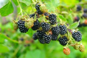 Late summer brings with it a real abundance of fruit, both wild and cultivated. Deep purple blackberries are now adorning hedgerows. Picture: PA Photo/thinkstockphotos.
