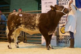 Reserve AOB (Shorthorn beef heifer) topping the sale at £3800