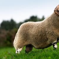 Lanark ram lambs take the top prices at Ballymena