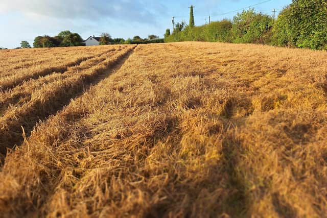 A barley field in County Laois this morning. (Pic supplied by Dunphy Communications)