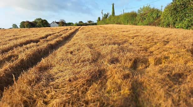 A barley field in County Laois this morning. (Pic supplied by Dunphy Communications)