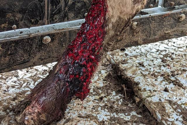 Two of the calves had deep lacerations to their tendons. (Pic: RSPCA)