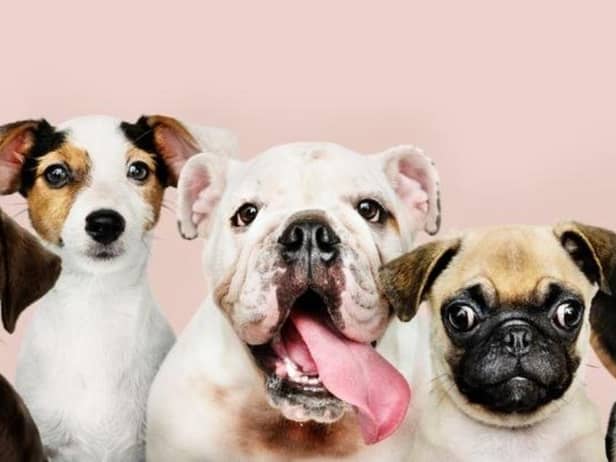 New research has revealed the 10 most expensive dog breeds to insure, with the English Bulldog taking the top spot.