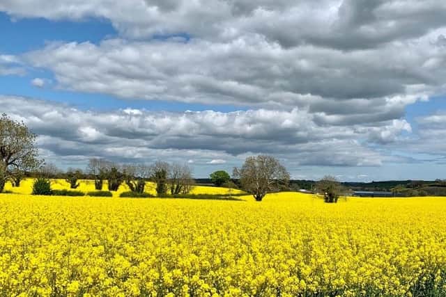 A field of rapeseed at Clough. Co Down