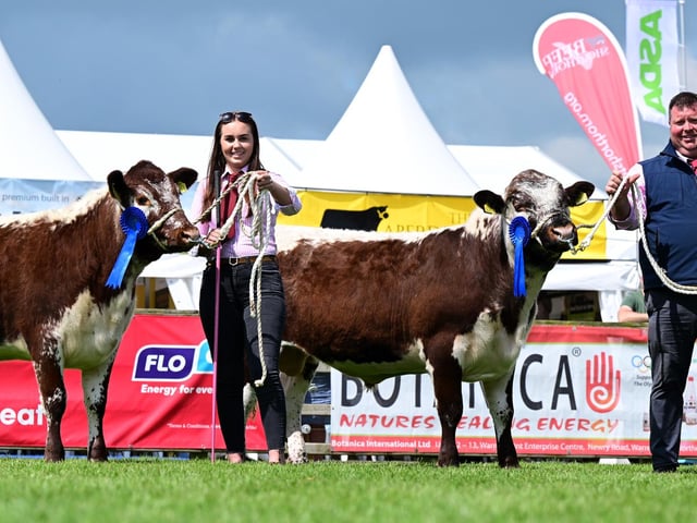 Reserve Champion Pair of Irish Moileds exhibited by N & M Moilies (Nigel Edwards & Michelle McCauley