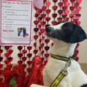 The handsome hound being cared for at Dogs Trust Ballymena is searching for his one true love.