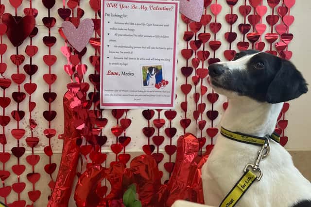The handsome hound being cared for at Dogs Trust Ballymena is searching for his one true love.