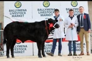 NICCEC summer spectacular bullock champion 2023 was awarded to the Gormley family. Left to right: Foncey Gormley, Fergal Gormley, Paul Rainey.
