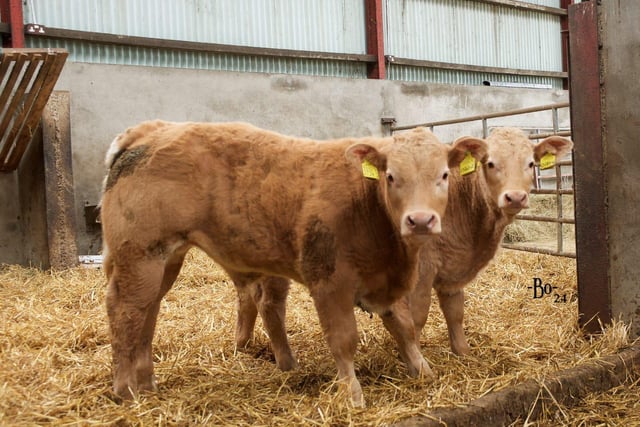 Charolais calves on the McIlwaine's farm are bred from Killadeas Raymond who was purchased at a NICC Club Sale