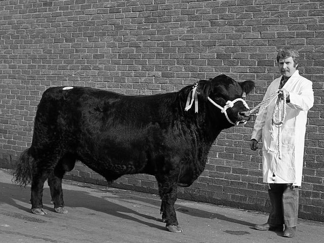 This collection of old photos is from 1981. Have a look and see who you might be able to spot in our collection of photos.