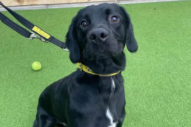 Shadow is a beautiful one-year-old Labrador/Spaniel crossbreed. (Pic: Dogs Trust)