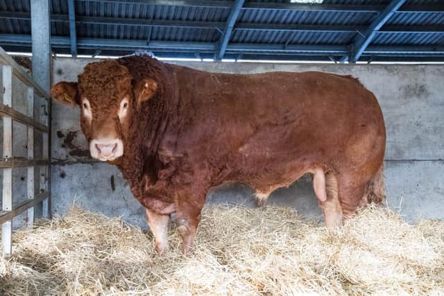 Maraiscote Romeo one of the stock bulls at the Cameron family’s farm. Picture: The Scottish Farmer.