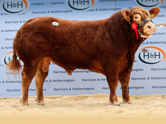 Wilodge Alfred 17,000gns
