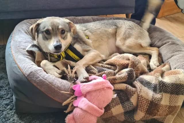 Wolfie is looking for a calm and quiet home. (Image: Dogs Trust)