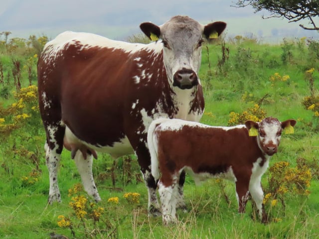 Curraghnakeely Bluebell with bull calf at foot from N&M Moilies (NI) made £2,800