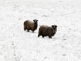 Sheep braving the snow 