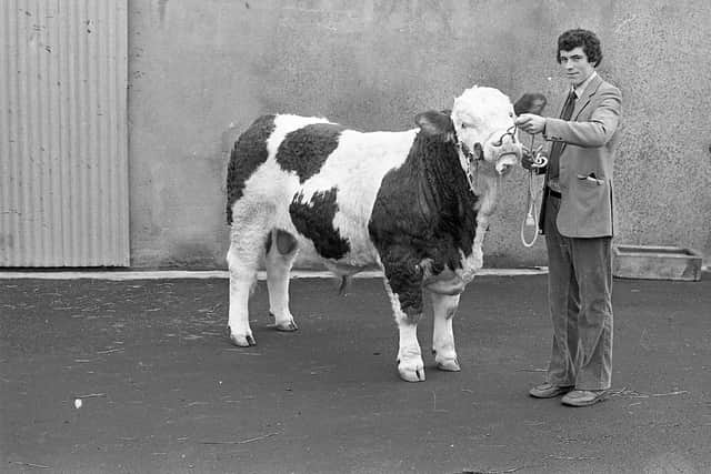 Mr Ian Hamilton of Pomeroy, Co Tyrone, pictured in November 1982, with the Simmental supreme champion bull at a Simmental Club show and sale which was held at the Automart in Portadown. Picture: Farming Life/News Letter archives