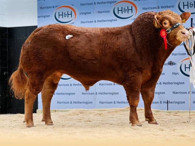 Whinfellpark Ace 20,000gns