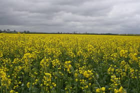 Oilseed rape