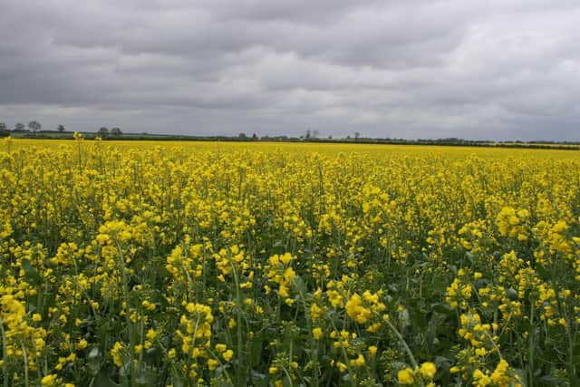 Oilseed rape
