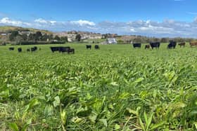 Cattle grazing a multi-species sward on the farm of EIP group member Paul Turley